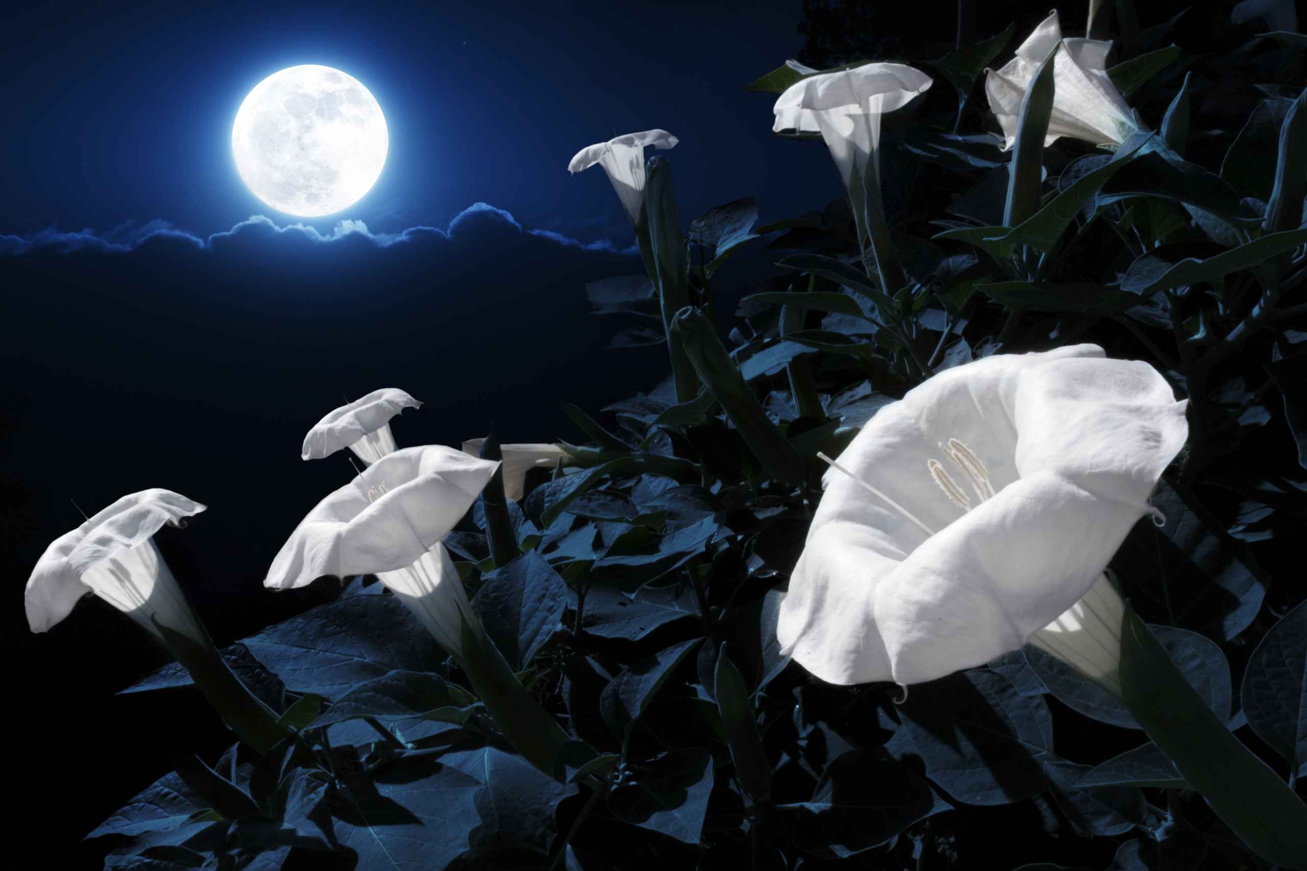 You Can Plant A Magical Moon Garden That Blooms At Night The Keeper 